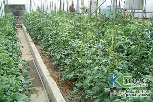 無(wú)土栽培，無(wú)土栽培技術(shù)，無(wú)土栽培設(shè)備