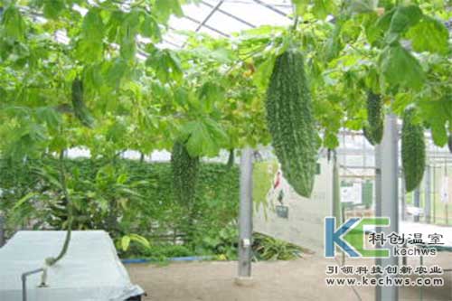 無(wú)土栽培，無(wú)土栽培技術(shù)，無(wú)土栽培設(shè)備