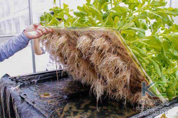 無土栽培，無土栽培技術，無土栽培設備