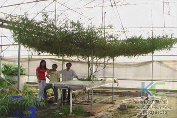 無(wú)土栽培，無(wú)土栽培技術(shù)，無(wú)土栽培設(shè)備