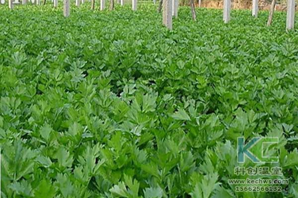 無土栽培，無土栽培技術(shù)，無土栽培設備