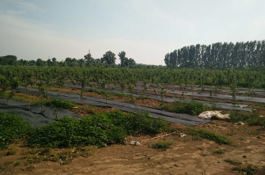 無土栽培，無土栽培技術，無土栽培設備