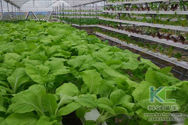 無土栽培技術(shù)，無土栽培設(shè)備，魚菜共生，溫室大棚
