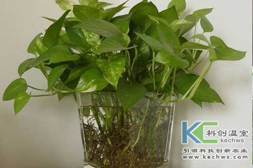 無(wú)土栽培，無(wú)土栽培技術(shù)，無(wú)土栽培設(shè)備