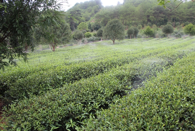 無(wú)土栽培，無(wú)土栽培技術(shù)，無(wú)土栽培設(shè)備
