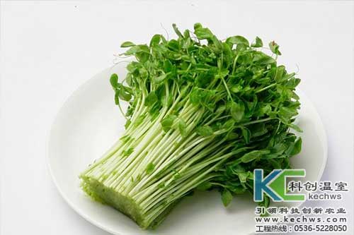 無(wú)土栽培，無(wú)土栽培技術(shù)，無(wú)土栽培設(shè)備