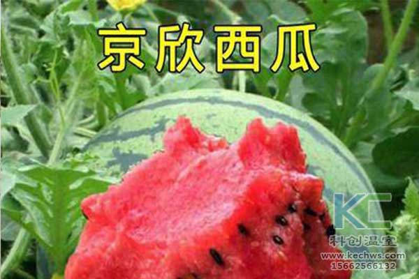 無土栽培，無土栽培技術，無土栽培設備
