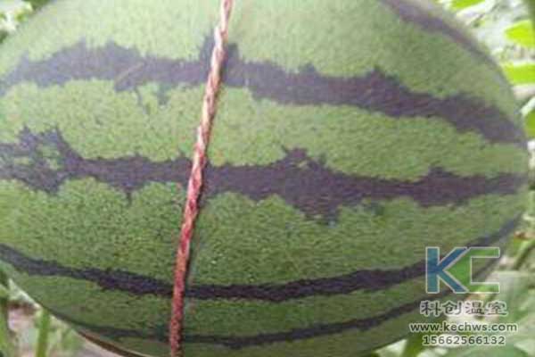 無(wú)土栽培，無(wú)土栽培技術(shù)，無(wú)土栽培設(shè)備