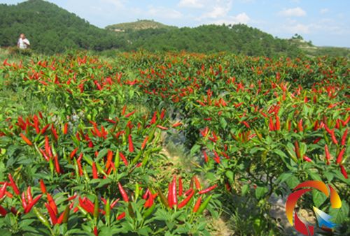無(wú)土栽培，無(wú)土栽培技術(shù)，無(wú)土栽培設(shè)備