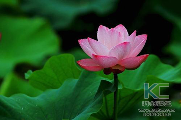 無(wú)土栽培，無(wú)土栽培技術(shù)，無(wú)土栽培設(shè)備