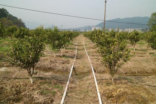 無(wú)土栽培，無(wú)土栽培技術(shù)，無(wú)土栽培設(shè)備