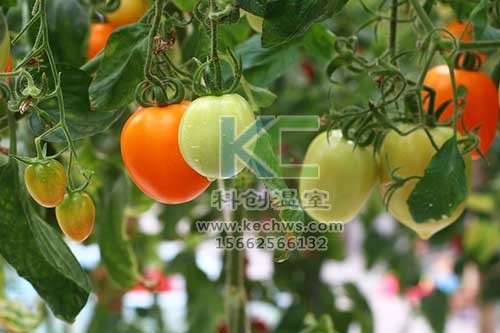 無(wú)土栽培，無(wú)土栽培技術(shù)，無(wú)土栽培設(shè)備