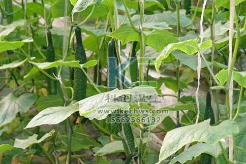 無(wú)土栽培，無(wú)土栽培技術(shù)，無(wú)土栽培設(shè)備